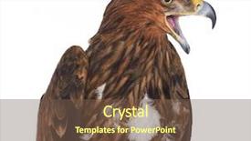  Presentation with black hawk eagle - Presentation theme consisting of eagle isolated on white background background and a tawny brown colored foreground