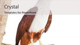  Presentation with eagle - Beautiful presentation design featuring eagle isolated on white backdrop and a light gray colored foreground