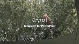  Presentation with danube delta - Slides with eagle-on-lake background and a dark gray colored foreground