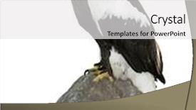  Presentation with eagle - PPT theme featuring eagle on rock background and a white colored foreground