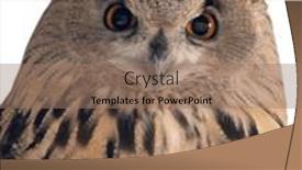  Presentation with eagle - Presentation design enhanced with eagle-owl-closeup-isolated background and a  colored foreground