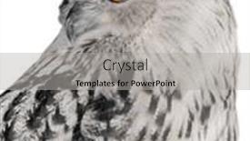  Presentation with eagle - PPT theme consisting of eagle-owl-closeup-isolated background and a light gray colored foreground