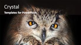  Presentation with eagle - Beautiful PPT layouts featuring eagle-owl-closeup-on-dark backdrop and a dark gray colored foreground