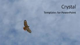  Presentation with hawk - Slides featuring eagle owl flight - hawk over head background and a  colored foreground