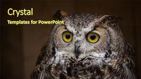  Presentation with eagle - Colorful presentation design enhanced with eagle owl is sitting backdrop and a wine colored foreground