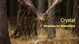 Presentation with hunting - Presentation design with eagle owl swoops in low background and a tawny brown colored foreground