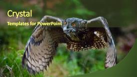  Presentation with hunting - Colorful presentation theme enhanced with eagle owl swoops in low backdrop and a tawny brown colored foreground