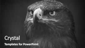  Presentation with black hawk eagle - Presentation having eagle portrait in black background and a dark gray colored foreground