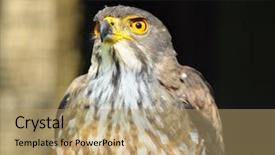  Presentation with eagle - Colorful PPT layouts enhanced with eagle portrait backdrop and a coral colored foreground