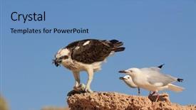  Presentation with fish - Audience pleasing PPT theme consisting of eagle s wings - osprey fights off seagulls trying backdrop and a teal colored foreground