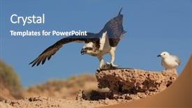  Presentation with cultural fights - Cool new presentation with eagle s wings - osprey fights off seagulls trying backdrop and a teal colored foreground