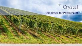  Presentation with vineyards - PPT theme with eagle-soars-over-the-hills background and a  colored foreground