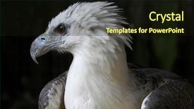  Presentation with eagle - Colorful PPT theme enhanced with eagle backdrop and a wine colored foreground