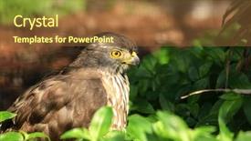  Presentation with eagle - Slide deck featuring eagle background and a tawny brown colored foreground