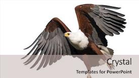  Presentation with fish in ponds - PPT layouts having eagles - african fish eagle in flight background and a light gray colored foreground