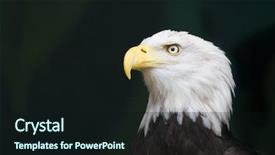  Presentation with bald - PPT theme enhanced with eagles head in a threatened background and a wine colored foreground