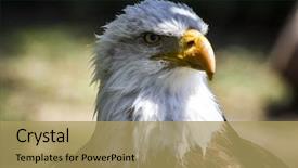  Presentation with eagle - Cool new PPT theme with eaglets - american white-headed eagle backdrop and a coral colored foreground