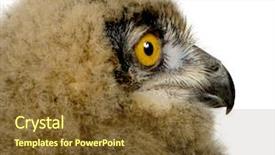  Presentation with eagle - Cool new PPT theme with eaglets - eurasian eagle owl - bubo backdrop and a tawny brown colored foreground
