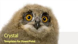  Presentation with cartoon owl - Slides enhanced with eaglets - eurasian eagle owl - bubo background and a  colored foreground