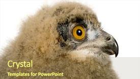  Presentation with eagle - Theme enhanced with eaglets - eurasian eagle owl - bubo background and a tawny brown colored foreground