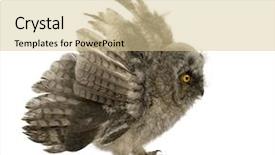  Presentation with long service award - PPT layouts consisting of eaglets - long-eared owl - asio otus background and a lemonade colored foreground