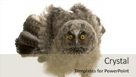  Presentation with cartoon owl - Audience pleasing PPT theme consisting of eaglets - long-eared owl - asio otus backdrop and a coral colored foreground