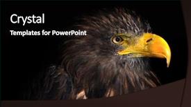  Presentation with black sea - Slide set with eaglets - sea eagle isolated on black background and a black colored foreground