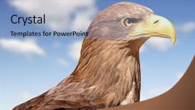  Presentation with eagle - Amazing PPT layouts having eaglets - sea eagle backdrop and a light blue colored foreground