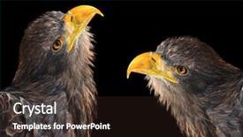  Presentation with black sea - Presentation having eaglets - sea eagles isolated on black background and a  colored foreground