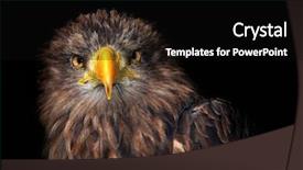  Presentation with black sea - Slide deck having eaglets - sea eagles isolated on black background and a black colored foreground