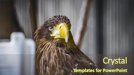  Presentation with fair - Colorful PPT theme enhanced with eaglets - spanish golden eagle backdrop and a tawny brown colored foreground