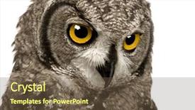  Presentation with spotted sheep - Colorful PPT layouts enhanced with eaglets - spotted eagle-owl - bubo bubo backdrop and a tawny brown colored foreground