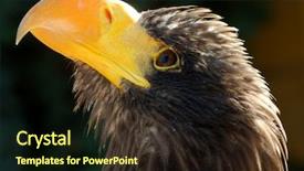  Presentation with eagle - Audience pleasing PPT theme consisting of eaglets - steller's sea eagle backdrop and a wine colored foreground