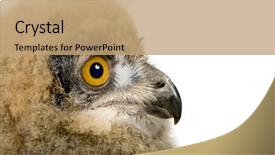  Presentation with eagle - Slides consisting of eaglets - young eurasian eagle owl background and a  colored foreground