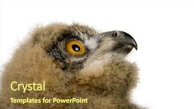  Presentation with black hawk eagle - Beautiful presentation theme featuring eaglets - young eurasian eagle owl backdrop and a  colored foreground