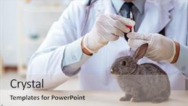  Presentation with rabbit - Audience pleasing presentation design consisting of ear check - vet doctor checking up rabbit backdrop and a light gray colored foreground