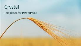  Presentation with soft gold of light - PPT layouts having ear closeup in sunset soft background and a sky blue colored foreground