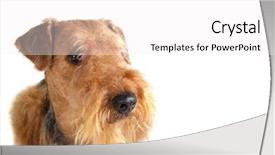  Presentation with space - Presentation theme with ear defenders - airedale on white with copy background and a  colored foreground