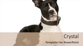  Presentation with american slavery - Presentation theme enhanced with ear defenders - american staffordshire terrier 8 months background and a coral colored foreground