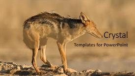  Presentation with posture - Colorful PPT layouts enhanced with ear defenders - black-backed jackal canis mesomelas backdrop and a  colored foreground