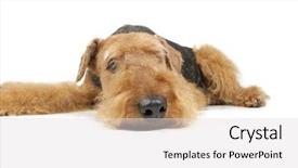  Presentation with ear - Colorful theme enhanced with ear defenders - face of airedale backdrop and a  colored foreground