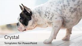  Presentation with french language - Beautiful PPT layouts featuring ear defenders - french bulldog watching neighbourhood backdrop and a  colored foreground