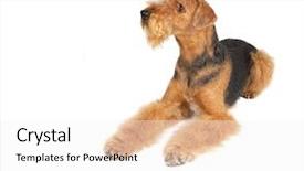  Presentation with magic wand dog - Slides having ear defenders - laying dog airedale looking up background and a  colored foreground
