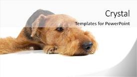  Presentation with close up of an apron - Presentation enhanced with ear defenders - lying airedale close up background and a  colored foreground