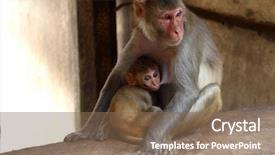  Presentation with baby foot newborn and family - Theme featuring ear defenders - monky family mother and newborn background and a violet colored foreground