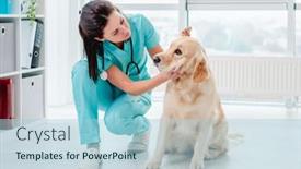  Presentation with examination - Presentation consisting of ear-examination-of-golden-retriever background and a light blue colored foreground