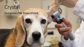  Presentation with medical ear nose throat vertigo - Beautiful presentation theme featuring ear examine by the veterinarian backdrop and a coral colored foreground