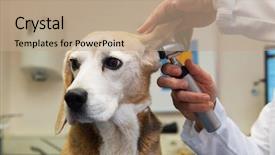  Presentation with grain in ear - Audience pleasing theme consisting of ear examine by the veterinarian backdrop and a coral colored foreground