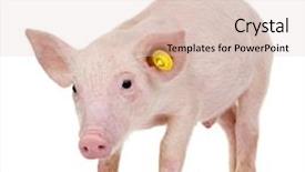  Presentation with womens heart month - Presentation theme having ear identification - young pig -1 month background and a  colored foreground