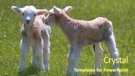  Presentation with new born - Cool new presentation theme with ear marks are for identification backdrop and a tawny brown colored foreground